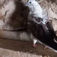 پنج کبوتر ملاقی|پرنده|قرقری, |دیوار