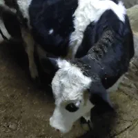 گوساله و گاو