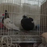 کله هفت رنگ|پرنده|مشهد, شفا|دیوار