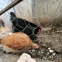 مرغ کاملا سالم و تخم گذار