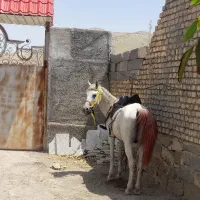اسب نریان عرب|اسب و تجهیزات اسب‌سواری|تهران, آذری|دیوار