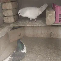 نروماده‌ساده‌هفترنگ