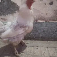 جوجه مرغ