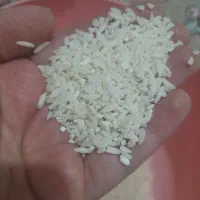 برنج لاشه هاشمی به شرط مرجوعی ۲۴۵۰۰۰