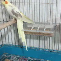 عروس هلندی دوکت لوتینو زعفرونی تازه جفت کلکسیونی