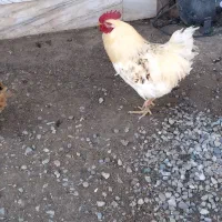 دوعدد خروس محلی بالغ