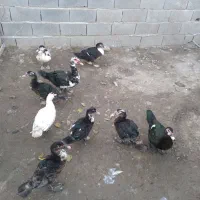 اردک اسرائیلی