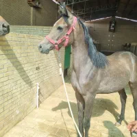 کره مادیان یکسر زیبایی