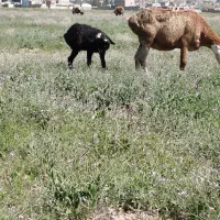 میش زاییده فروشی