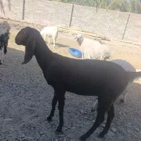 بزگتاچ پنجاب|حیوانات مزرعه|سراوان, |دیوار