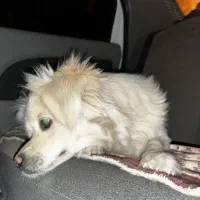 سگ اشیتپز|سگ|مرودشت, ثبت احوال|دیوار