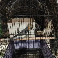 عروس هلندی ماشین جوجه کشی