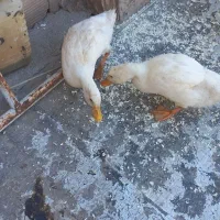 اردک ۱ ساله