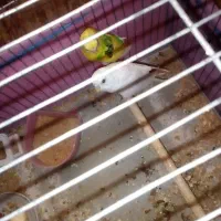 فروش یک جفت مرغ عشق با دوتاجوجه