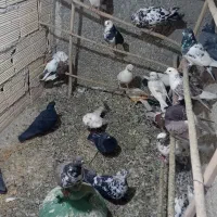 کفتر پرشی ۲۴عدد