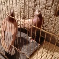 کبوتر شهرستانی آلمانی پلاکی سرور پلنگ|پرنده|بومهن, |دیوار