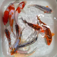 مجموعه بی رقیب ماهی کوی پلاس اف ۵۰ درصدی گذاشته