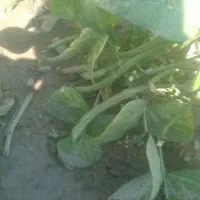 لوبیا سبز تازه