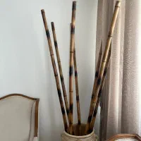 نی بامبو سمپلاس نوعه نو