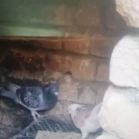 کفتر پلاکی