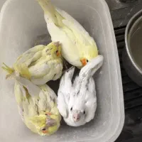 انواع نژادطوطی عروس هلندی سرلاکی تامولد ۱۰۰ تضمینی