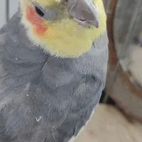 عروس هلندی نر