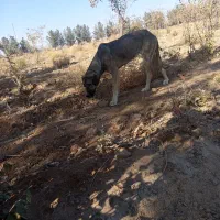 سگ سرابی درج یک۲سالع ماده