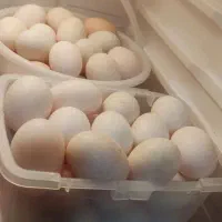 تخم غاز ،اردک محلی