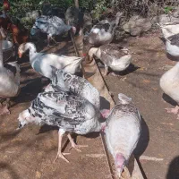 بوقلمون محلی