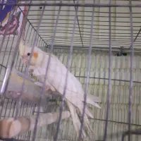 یه جفت طوطی ملنگو یه جفت عروس هلندی یه جفت مرغ عشق