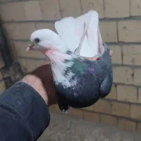 کبوتر گوره مهر|پرنده|کوهدشت, |دیوار