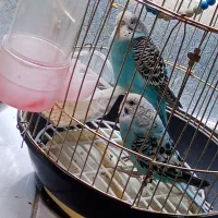 خریدار و فروشنده پرنده هستم