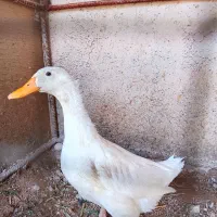 اردک