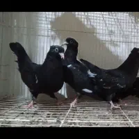 جوجه رنگی عتیقه سینه ،کله