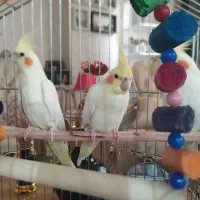 جفت عروس هلندی