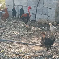 خروس لاری