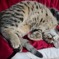 واگذاری گربه