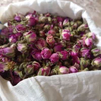 غنچه گل محمدی