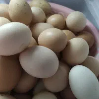 تخم مرغ محلی