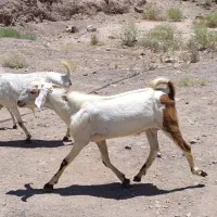 چپش پاکستانی