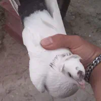 کبوتر شازده خوشرنگ سرور آلرام|پرنده|اهر, |دیوار