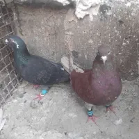 کفتر نر هوایی قلدور زاغ نر قلدور واوقون کاکلی نر