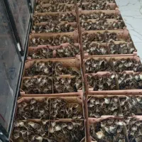 جوجه یکروزه بوقلمون بیوتی ۶|حیوانات مزرعه|اقلید, |دیوار