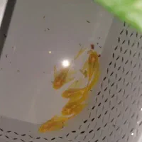 لجنخوار پوزه بوته ای بلوآیز باله بلند