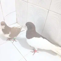 چپ سرخ  ساده زرد