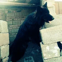 ژرمن بلک شولاین