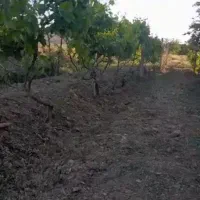 باغ میوه|فروش زمین و ملک کلنگی|جوکار, |دیوار