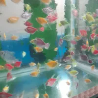 کالر پلاتی زبرا آنجل