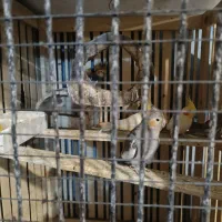 پرنده عروس|پرنده|پیربازار, |دیوار