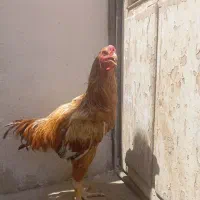 خروس لاری